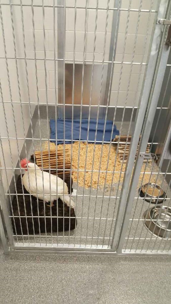 Jamie the hen, the first farm animal in our Farm Animal Room in March 2021. Jamie the hen, the first farm animal in our Farm Animal Room in March 2021.