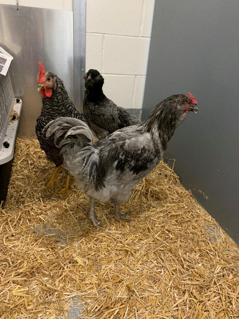 This trio also consisted of two hens and one rooster. This trio also consisted of two hens and one rooster.