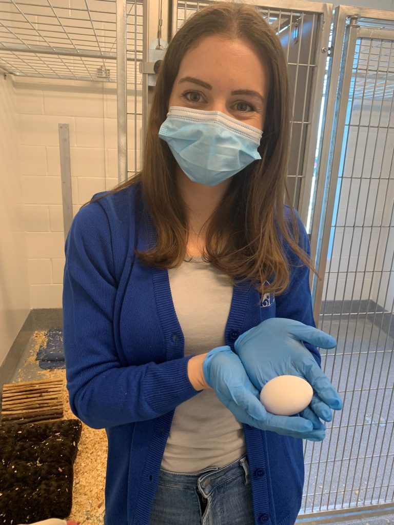 Jenelle holding an egg laid by Jamie. Many of the hens lay eggs while in our care. Jenelle holding an egg laid by Jamie. Many of the hens lay eggs while in our care.