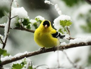 Birds background