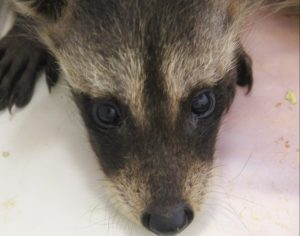 Raccoons background