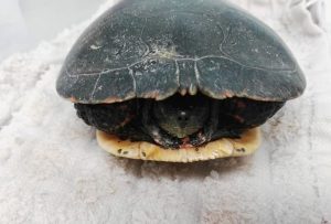 Wildlife Rehabilitation Centers background