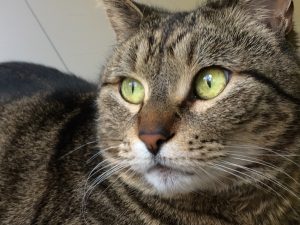 Step 1: See the animals available for adoption! background
