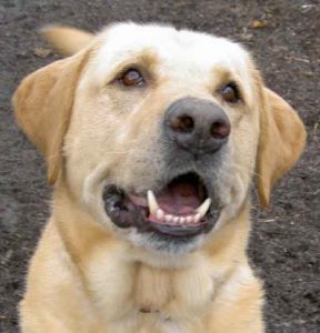 Step 2: Learn about the animal you’re planning to adopt! background