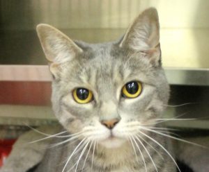 Have you found a stray pet? background