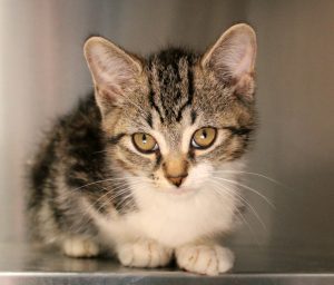 Giving Up Your Pet into the care of Guelph Humane Society background