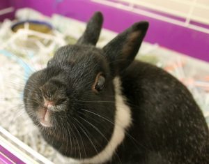 Rehoming Small Animals background