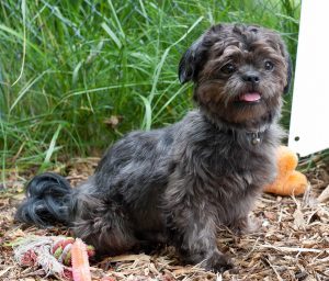 Tips on Rehoming Your Pet background