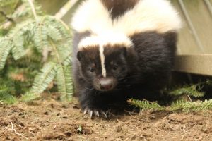 Skunks background