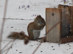Squirrels background