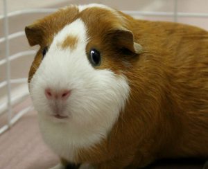 Small Animal Adoptions background