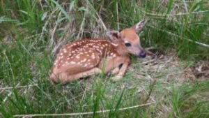 Deer background
