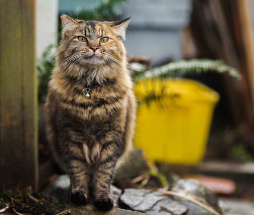 Working Cat Program background