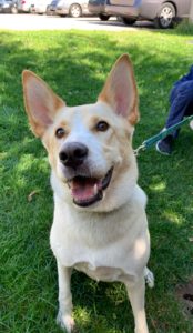 Dog Adoptions background