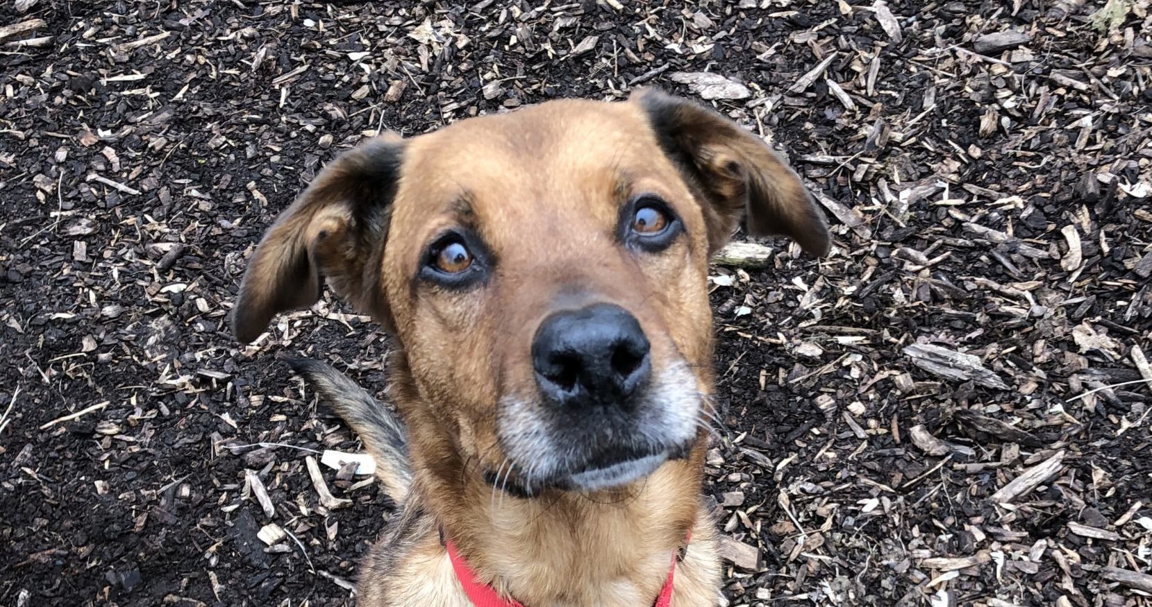 covid19-donate-help-the-animals-banner
