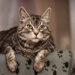 grey/brown tabby cat laying on blanket looking at the camera