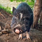 Black pig standing looking at camera.