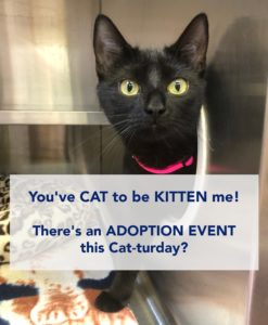 Black cat saying "You've CAT to be KITTEN me"