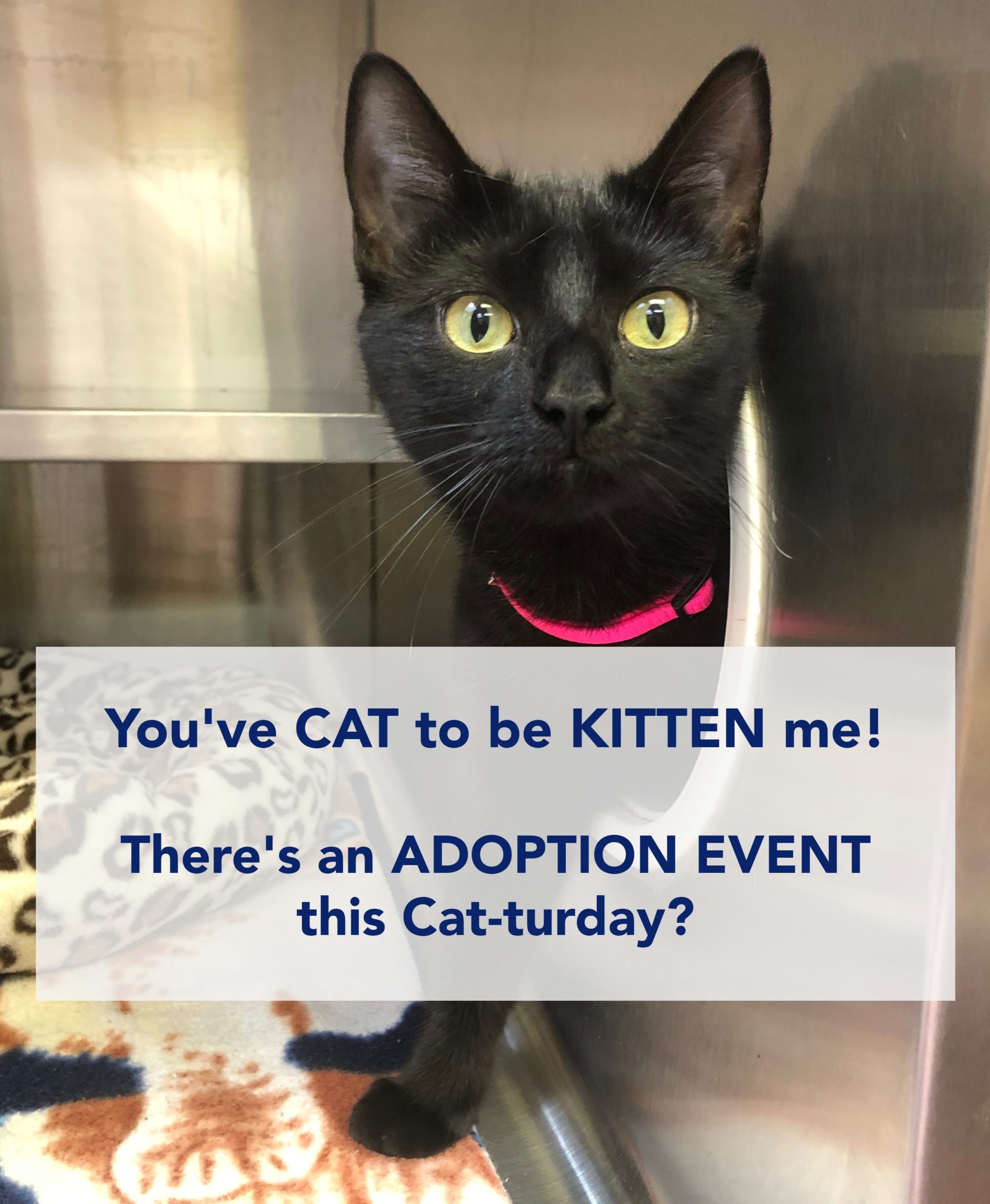 Black cat saying "You've CAT to be KITTEN me"