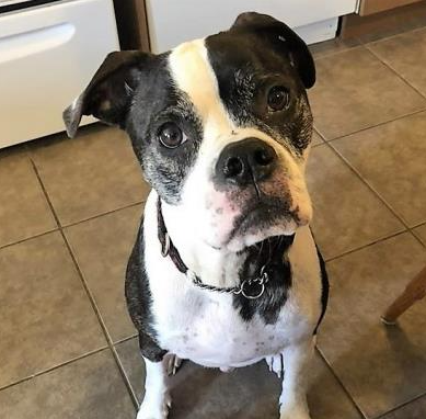 A brown and white medium-sized dog is standing on kitchen tiles looking at the camera.
