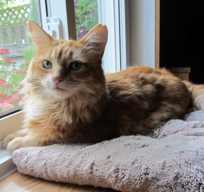 An orange adult cat sits on a cat bed by a window. She has medium-length hair, green eyes and pointy ears.