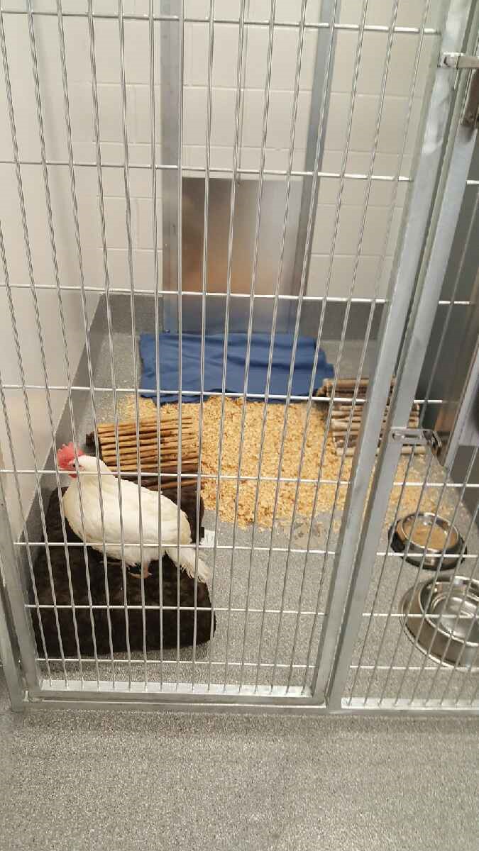 Jamie the hen, the first farm animal in our Farm Animal Room in March 2021. Jamie the hen, the first farm animal in our Farm Animal Room in March 2021.