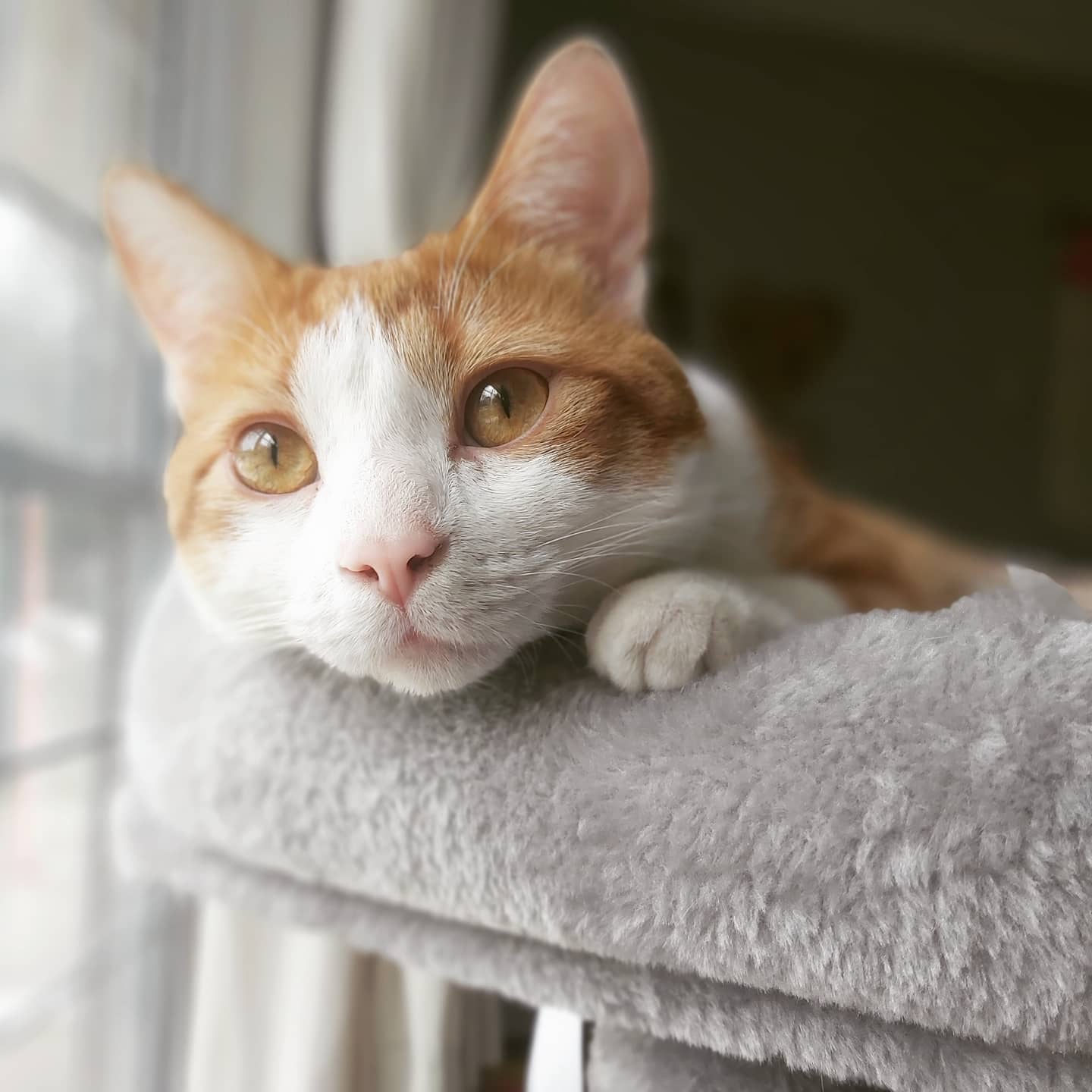 foster-banner