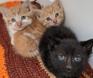 Fostering Kittens and Puppies background