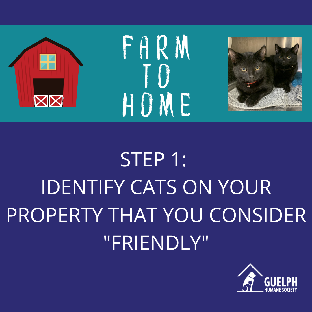 Farm to Home background