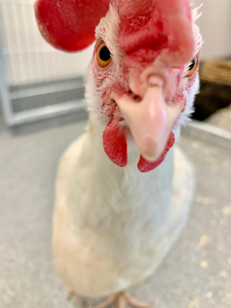 Farm Animal Program background