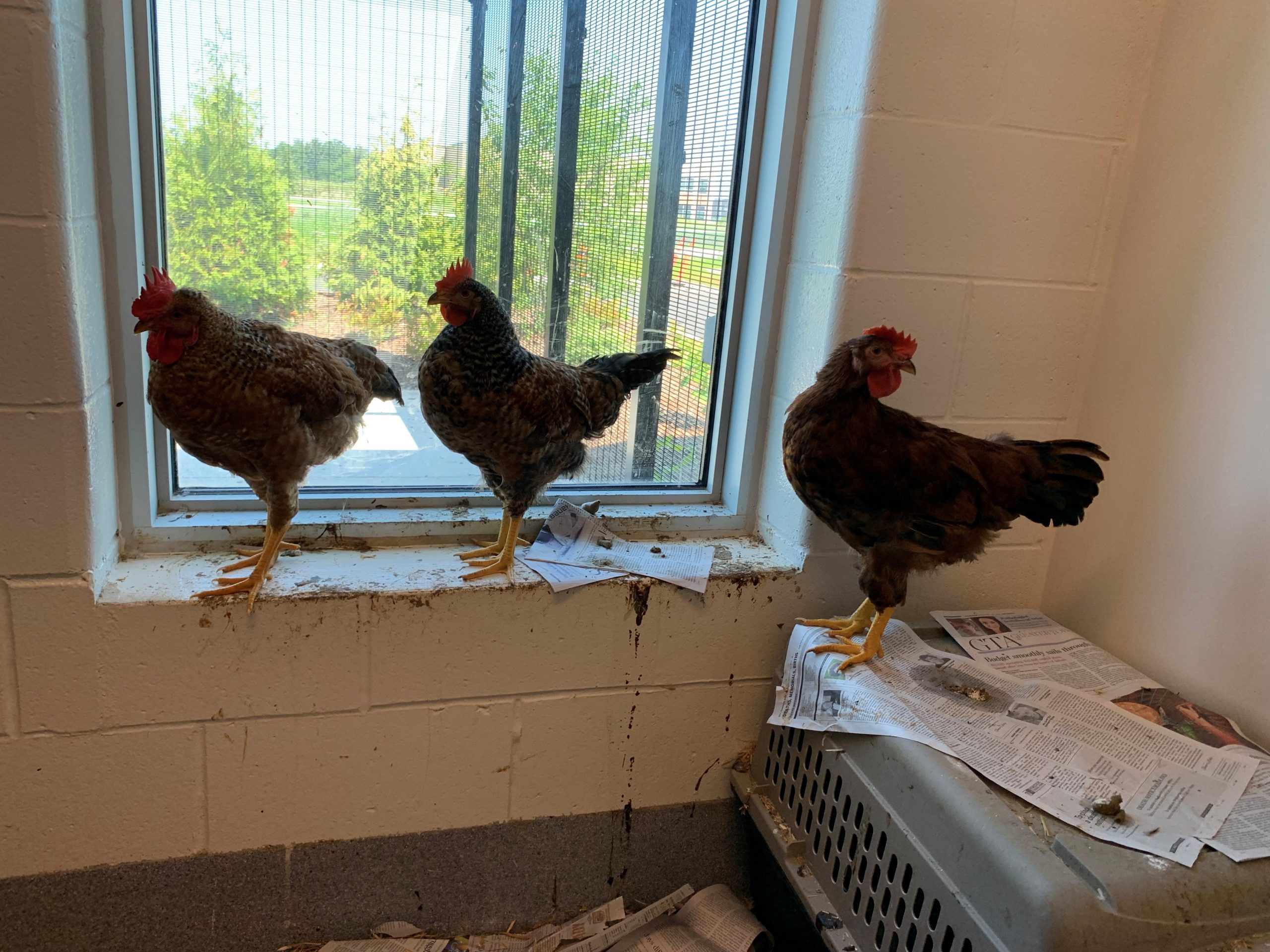 farmanimalprogram-banner