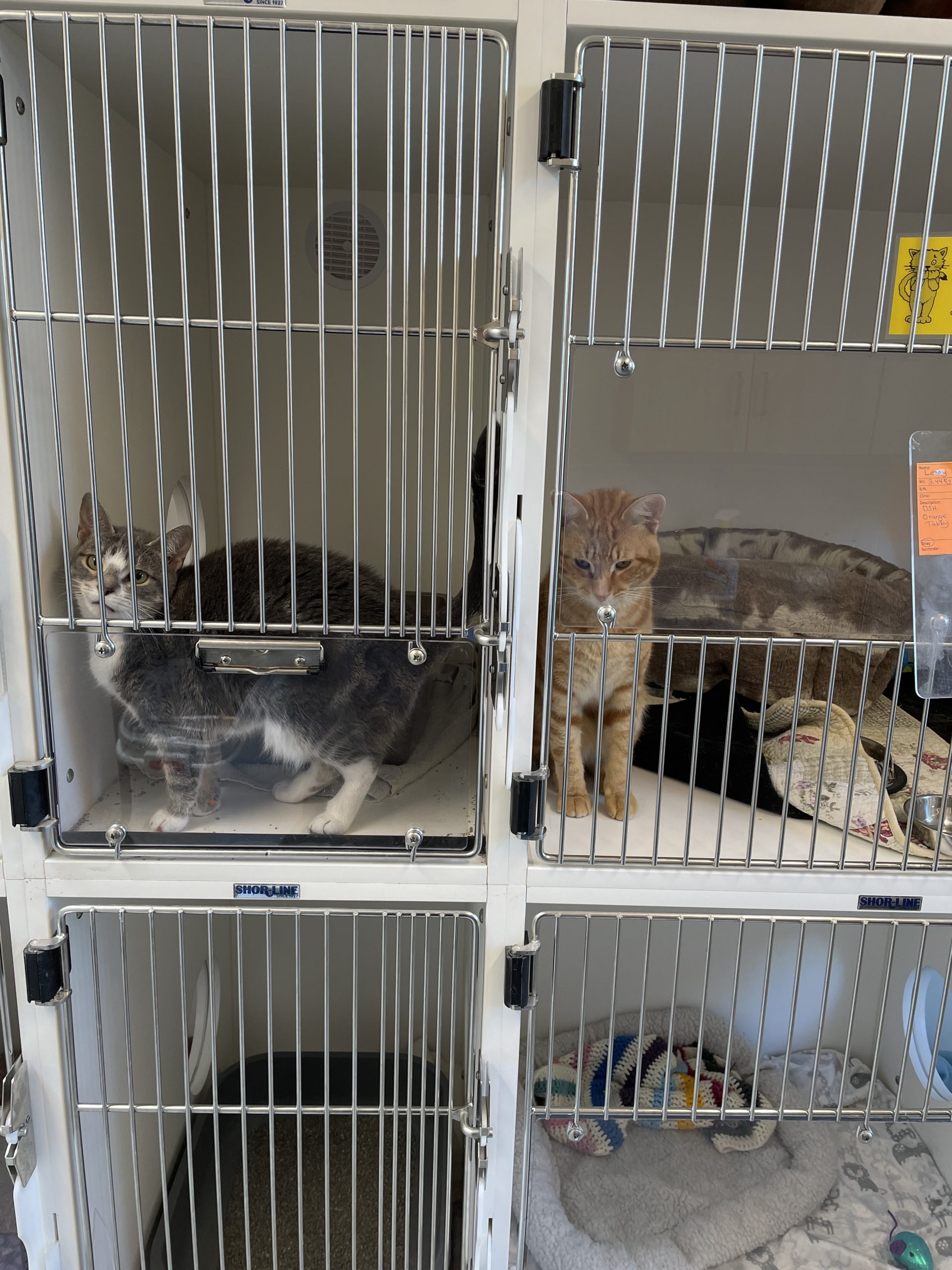 kennels-banner