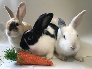 Other Foster Needs background