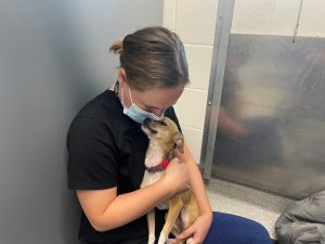 What are the requirements to foster with GHS? background