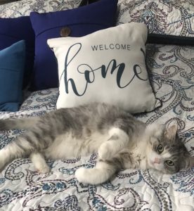Fostering is a great way to help the animals in our community! background