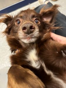 Adoption Fees for Dogs background