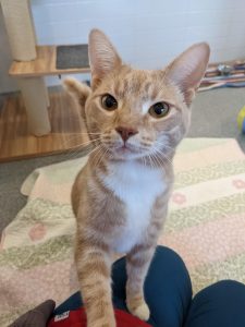Adoption Fees for Cats background