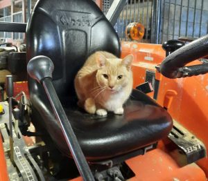 Why adopt a working cat? background