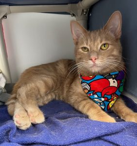 Your gift gives animals like Kingo a 2nd chance background