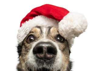 Dog with Santa Hat