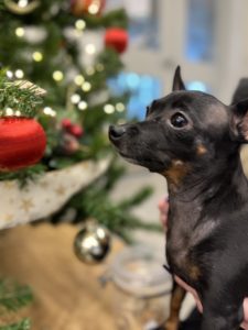 Chihuahua cross, Mia