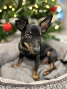 Chihuahua cross, Mick.