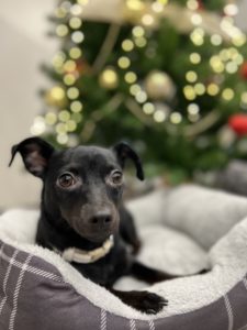 Chihuahua cross, Mavis.