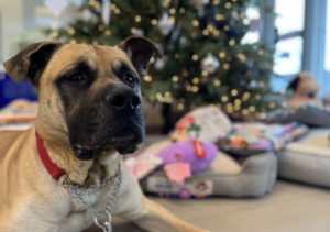 Meet Tonka, a five-year-old Mastiff/Shepherd Cross