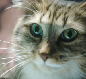 Senior Cat Fund background