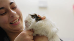 Donate your car to the Guelph Humane Society! background
