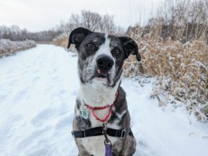 Dog in snowy field.