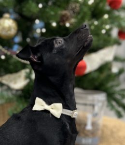 puppy under holiday tree