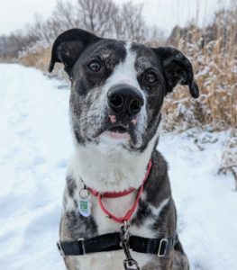 Dog in snowy field.