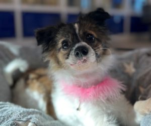 Dog in dog bed with pink collar